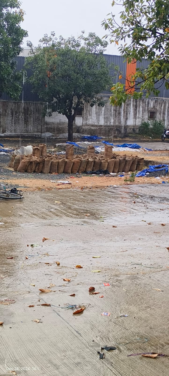खुले में पडी धान खुले में पडी धान