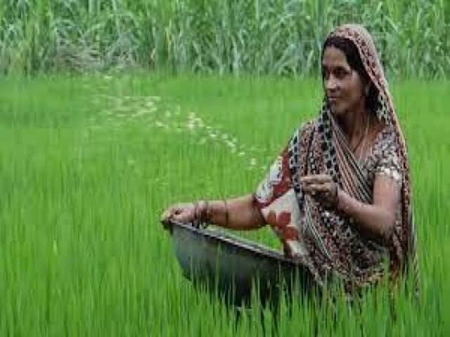 खेत खेत