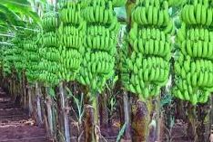 केला केला