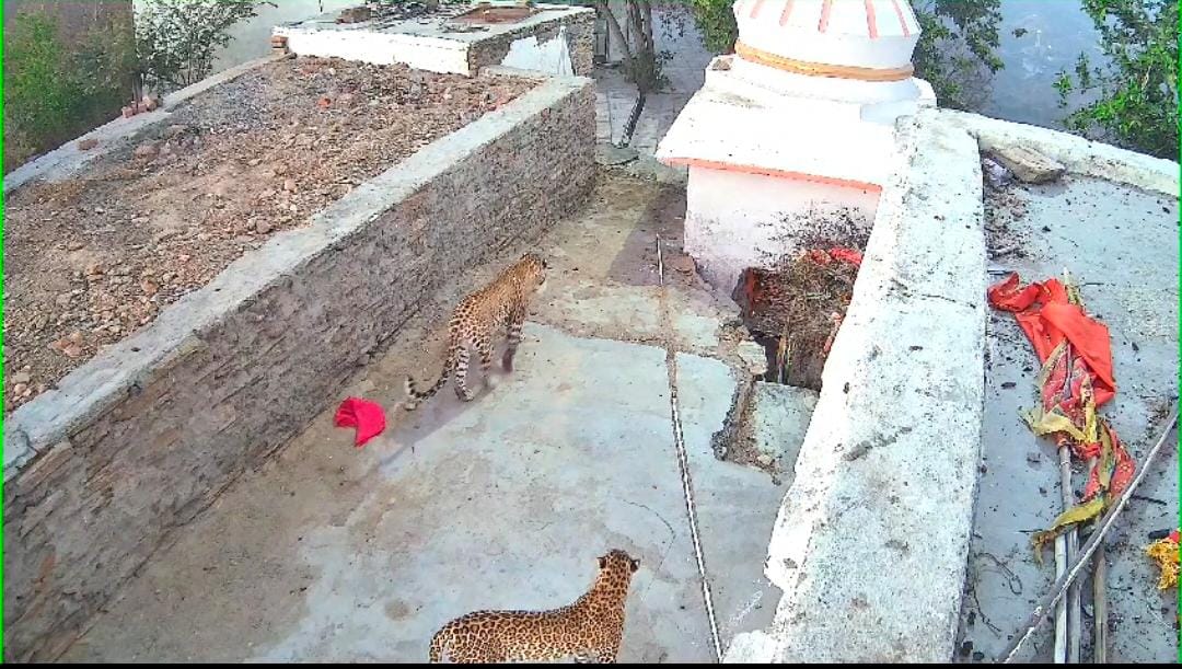 बैराठ माता मंदिर में पैंथर की मौजूदगी से दहशत बैराठ माता मंदिर में पैंथर की मौजूदगी से दहशत