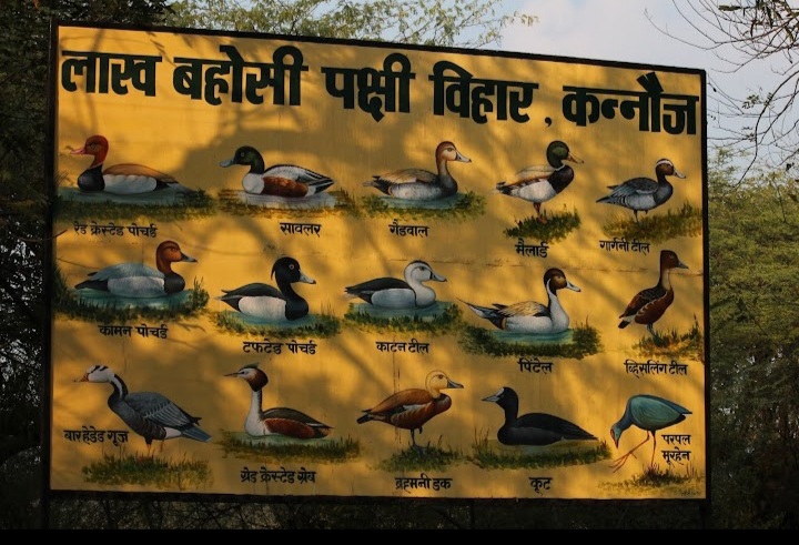 कन्नौज: विदेशी मेहमानों के कलरव से गुंजायमान हुआ पक्षी विहार