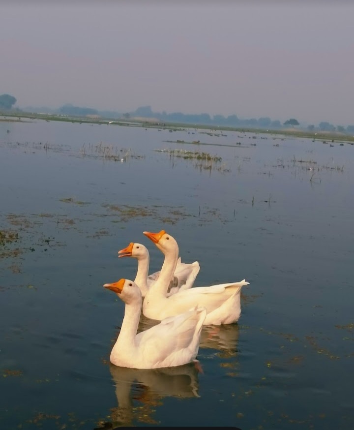 कन्नौज: विदेशी मेहमानों के कलरव से गुंजायमान हुआ पक्षी विहार कन्नौज: विदेशी मेहमानों के कलरव से गुंजायमान हुआ पक्षी विहार