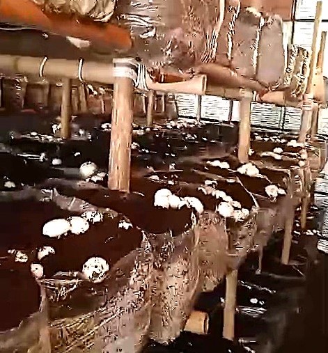 गैरसैण क्षेत्र में मशरूम की खेती करते हुए काश्तकार। गैरसैण क्षेत्र में मशरूम की खेती करते हुए काश्तकार।