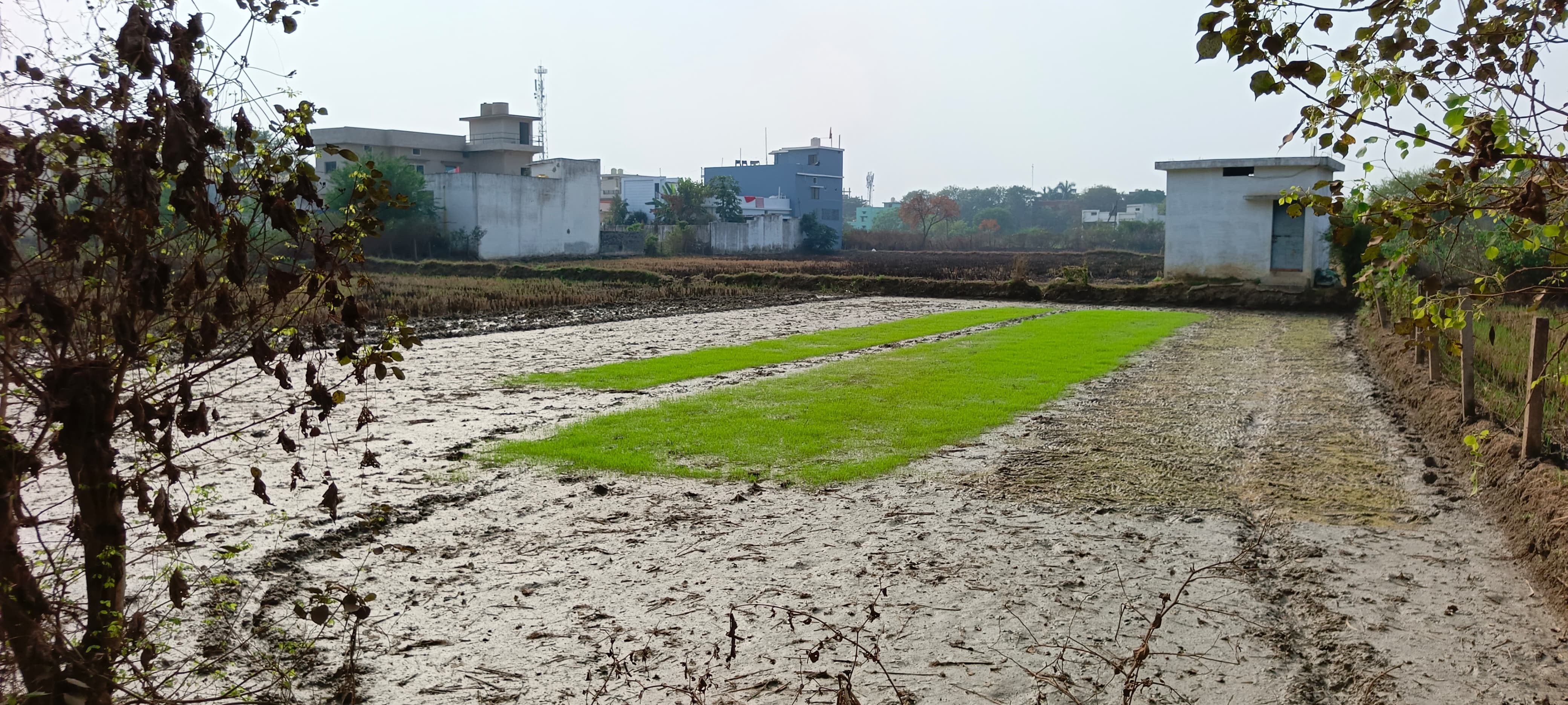 कलेक्ट्रेट के पास इस तरह से खेत में तैयार हो रही धान की नर्सरी। कलेक्ट्रेट के पास इस तरह से खेत में तैयार हो रही धान की नर्सरी।