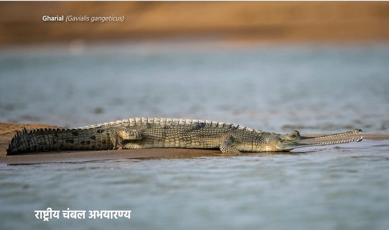 राष्ट्रीय चंबल अभयारण्य (फाइल फोटो) राष्ट्रीय चंबल अभयारण्य (फाइल फोटो)