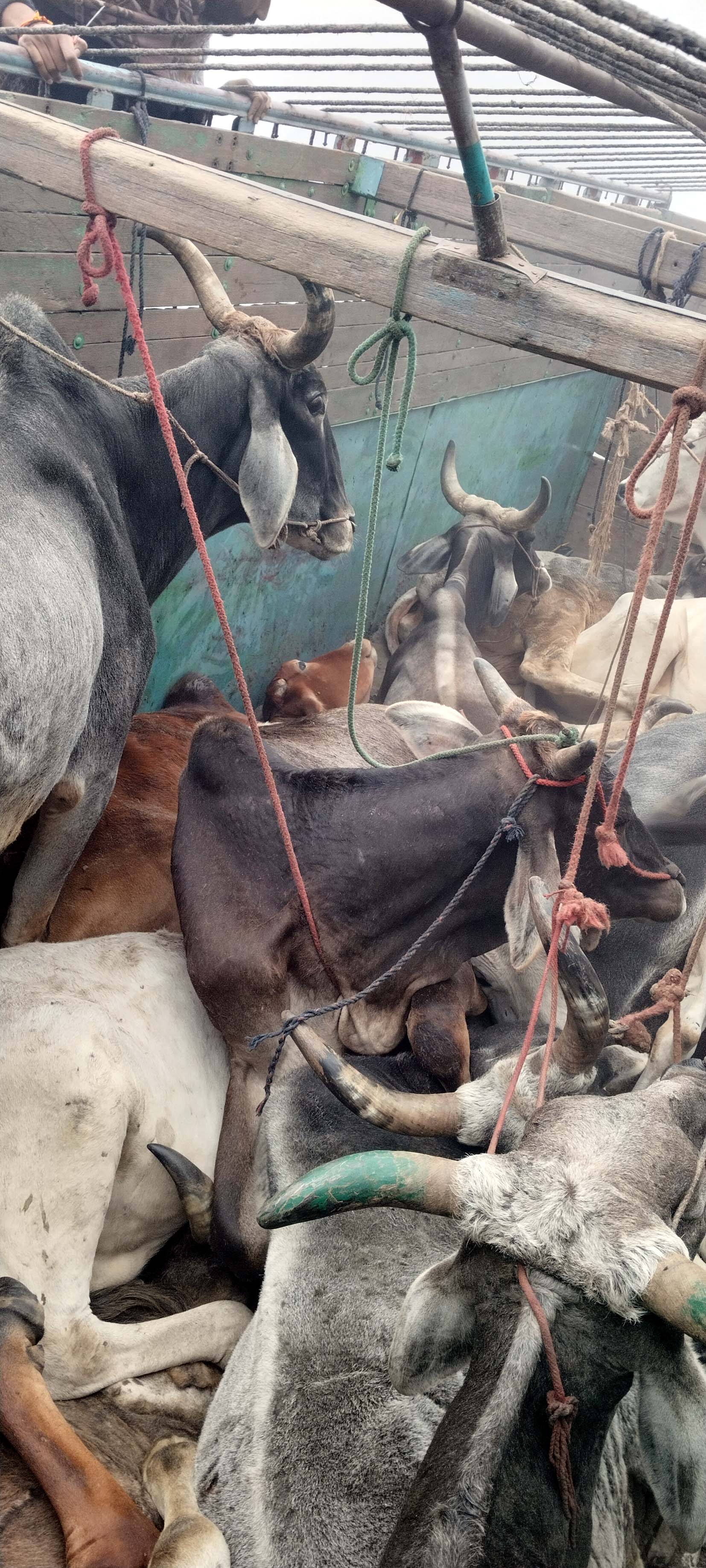 डिवाइडर से टकराए ट्रक में भरे बैल। डिवाइडर से टकराए ट्रक में भरे बैल।