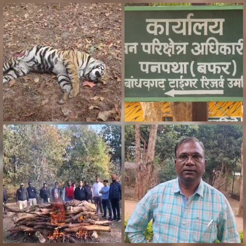 बांधवगढ़ टाइगर रिजर्व क्षेत्र में फिर हुई एक बाघ शावक की मौत बांधवगढ़ टाइगर रिजर्व क्षेत्र में फिर हुई एक बाघ शावक की मौत
