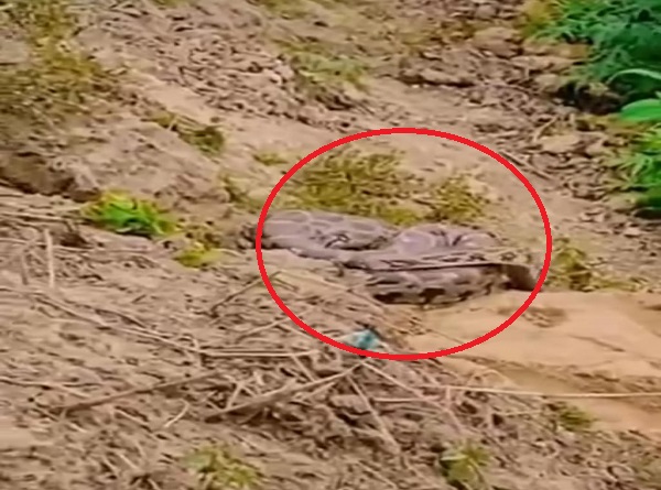 खेत में पड़ा अजगर की फोटो खेत में पड़ा अजगर की फोटो