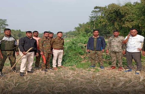 पुलिस ने गांजा की खेती किया नष्ट पुलिस ने गांजा की खेती किया नष्ट