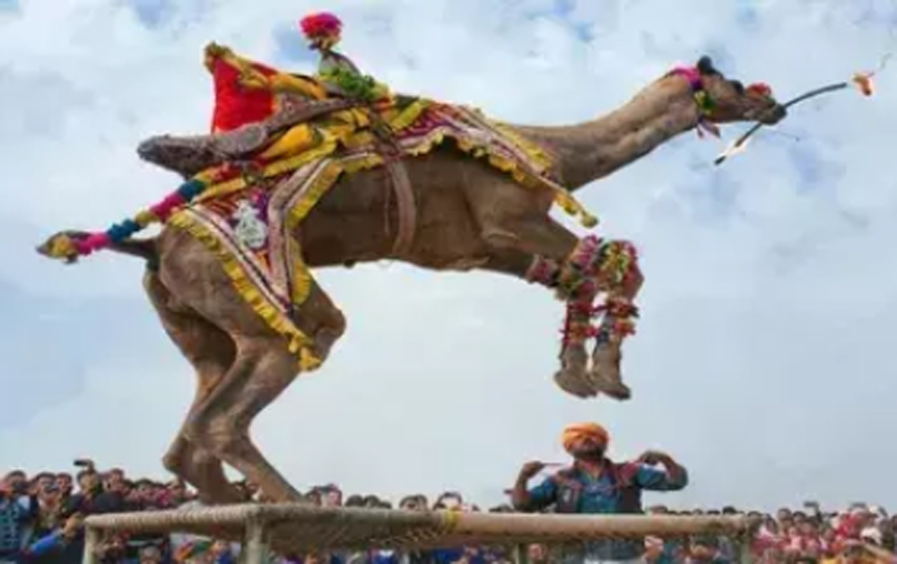 अंतराष्ट्रीय ऊंट उत्सव शुक्रवार से, प्रकाश माली देंगे लोकगीतों की प्रस्तुतियां