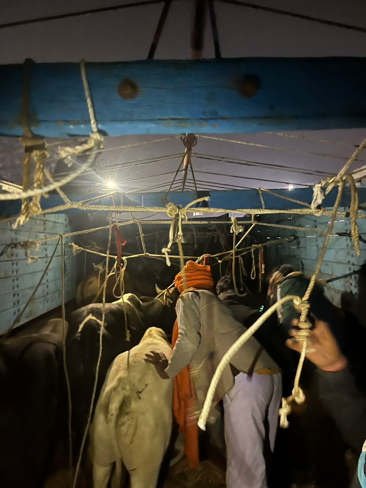 गोवंशों को लेकर बिहार जा रहे ट्रक को गो सेवकों ने पकड़कर पुलिस को सौंपा गोवंशों को लेकर बिहार जा रहे ट्रक को गो सेवकों ने पकड़कर पुलिस को सौंपा