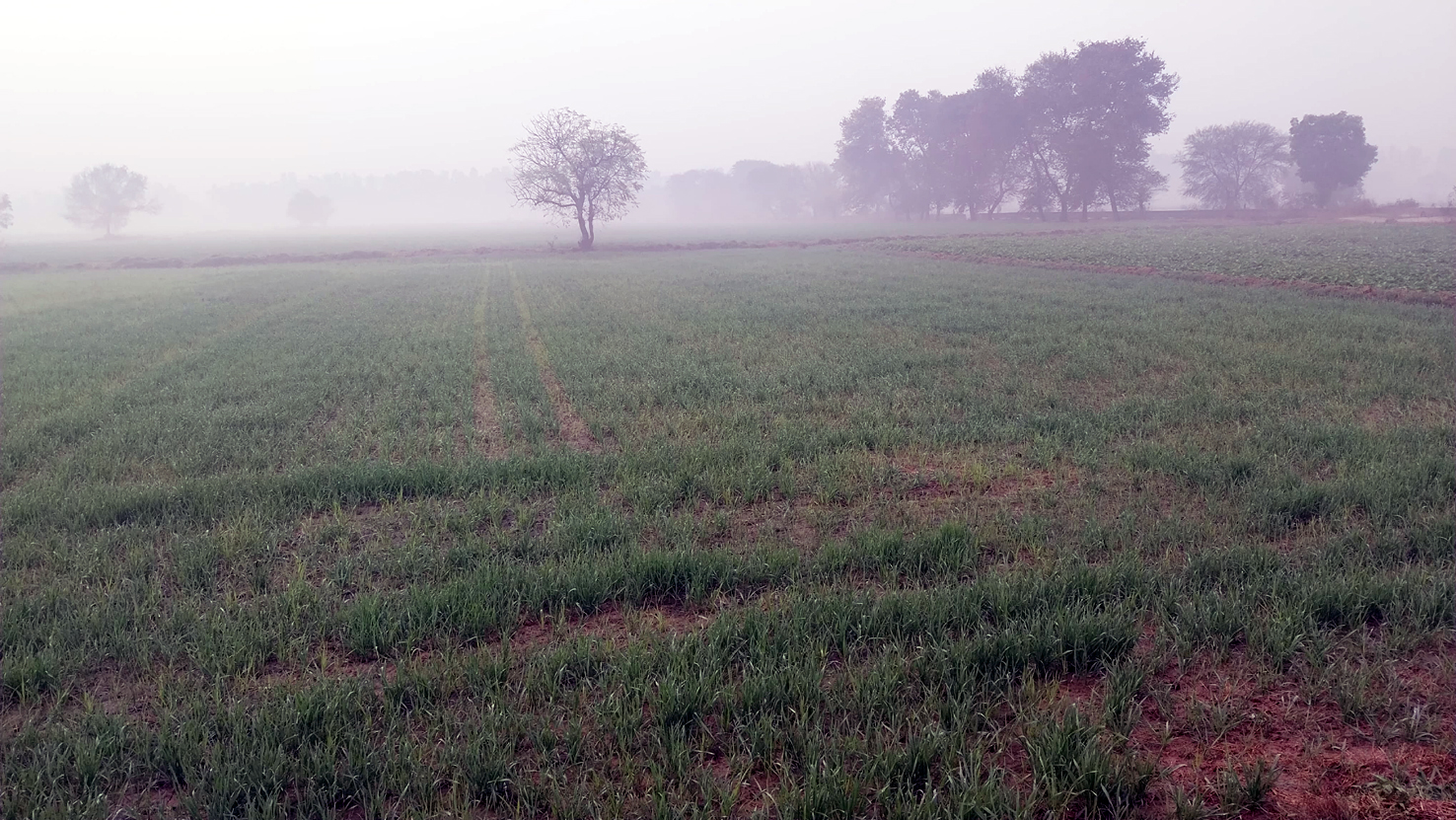 बारिश के बाद गेहूं की फसल जिसे फायदा होगा। बारिश के बाद गेहूं की फसल जिसे फायदा होगा।