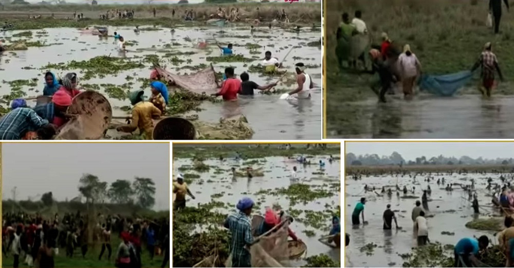 असम_ भोगाली बिहू के मौके पर उरुका के दिन सोमवार को काजीरंगा राष्ट्रीय उद्यान में सामूहिक मछली का शिकार करते स्थानीय नागरिक।