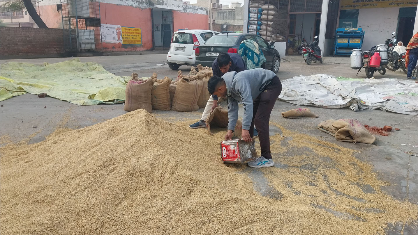 मंडी में आई धान 1121 फसल को तोल के लिए बैग में भरते हुए मजदूर।