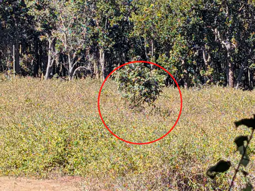 लेंटाना की झाड़ियों में छिपा बाघ
