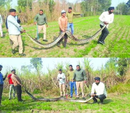 अजगर का रेस्क्यू करते हुए अजगर का रेस्क्यू करते हुए