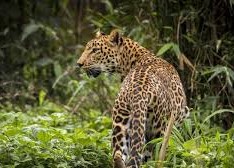 Forest department tracks leopards in South Gujarat with German-engineered radio collars Forest department tracks leopards in South Gujarat with German-engineered radio collars