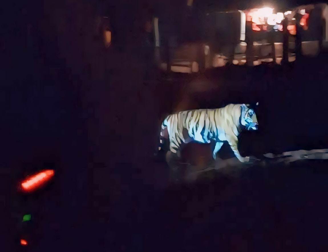 बाधिन अमरकंटक के जालेश्वर मंदिर के समीप बाधिन अमरकंटक के जालेश्वर मंदिर के समीप