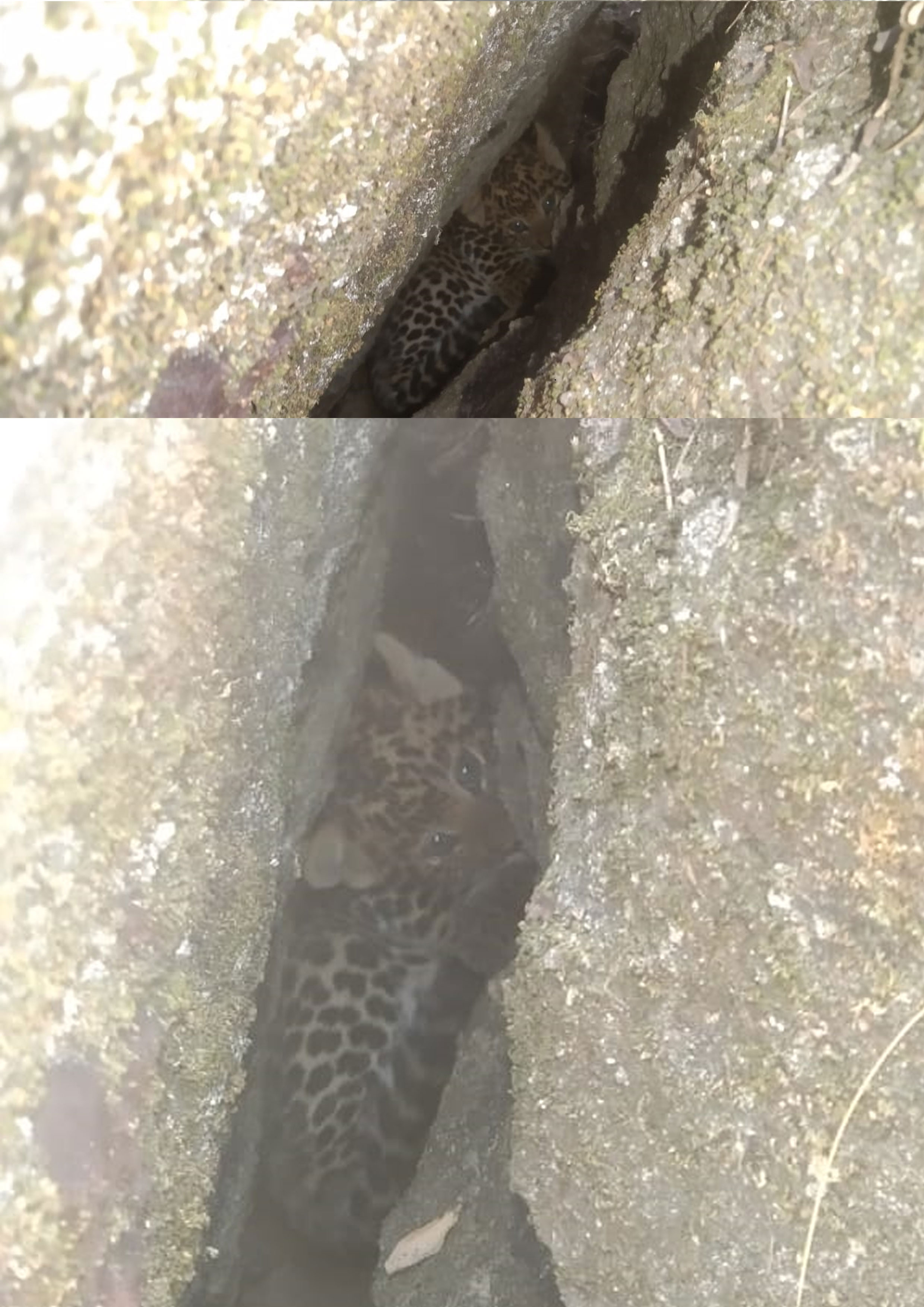 Seoni: Three month old leopard cub reached Van Vihar National Park Bhopal for treatment Seoni: Three month old leopard cub reached Van Vihar National Park Bhopal for treatment