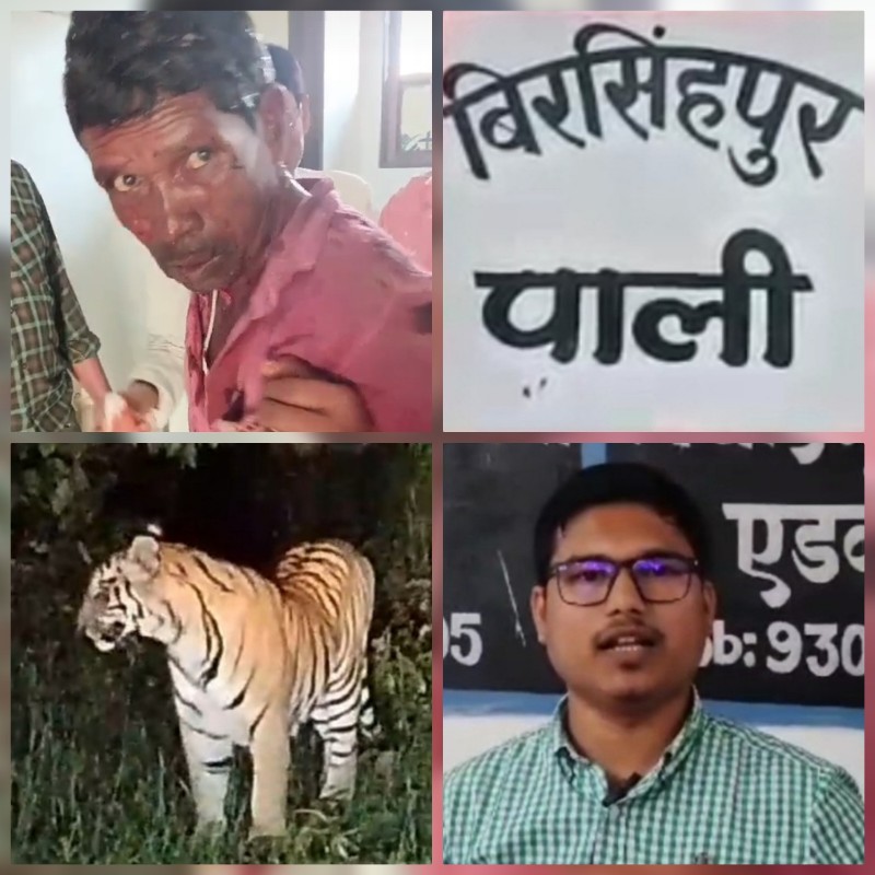 बाघ के हमले से ग्रामीण गम्भीर घायल बाघ के हमले से ग्रामीण गम्भीर घायल
