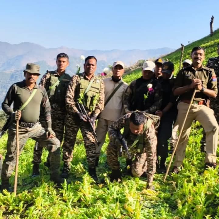 चुराचांदपुर में अवैध अफीम की खेती नष्ट किए जाने की तस्वीर। चुराचांदपुर में अवैध अफीम की खेती नष्ट किए जाने की तस्वीर।