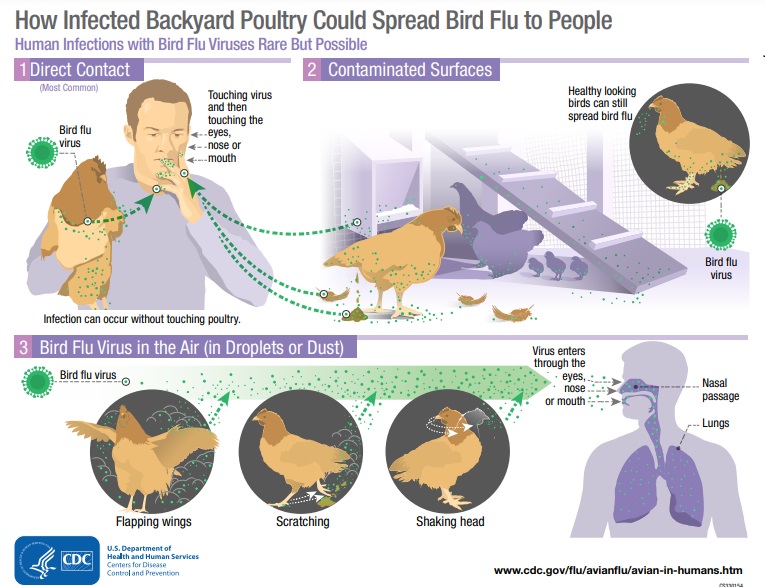 Will Bird Flu Spark a Human Pandemic? Scientists Say the Risk is Rising : British Journal Nature Will Bird Flu Spark a Human Pandemic? Scientists Say the Risk is Rising : British Journal Nature