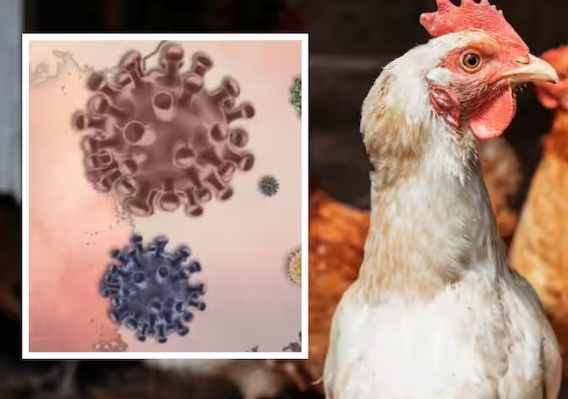 Will Bird Flu Spark a Human Pandemic? Scientists Say the Risk is Rising : British Journal Nature Will Bird Flu Spark a Human Pandemic? Scientists Say the Risk is Rising : British Journal Nature