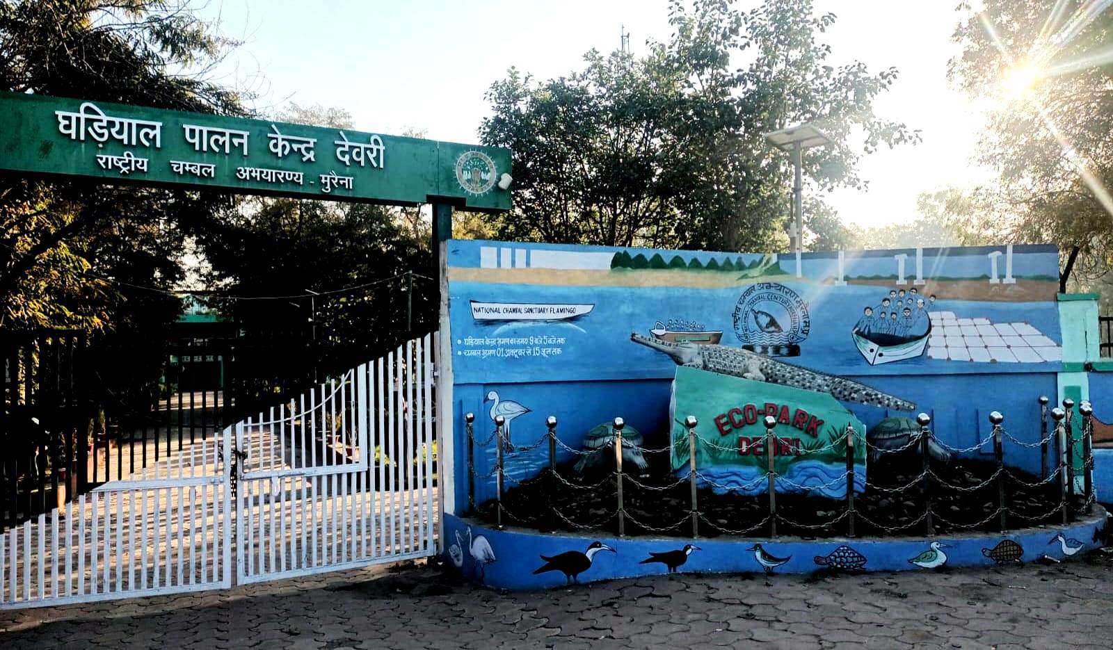 चंबल नदी में बढ़ेगा घड़ियालों का कुनबा चंबल नदी में बढ़ेगा घड़ियालों का कुनबा