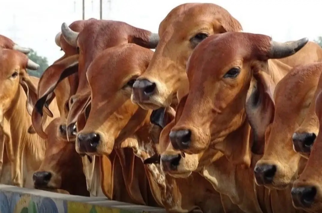 पशु बीमा योजना पशु बीमा योजना
