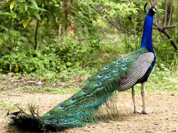 भारत का राष्ट्रीय पक्षी मोर भारत का राष्ट्रीय पक्षी मोर