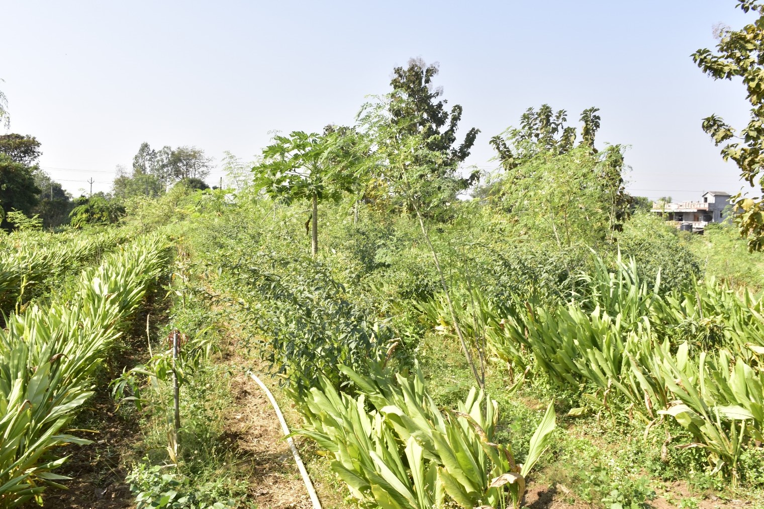 Natvarbhai of Nishana village promoting five-tier agriculture Natvarbhai of Nishana village promoting five-tier agriculture