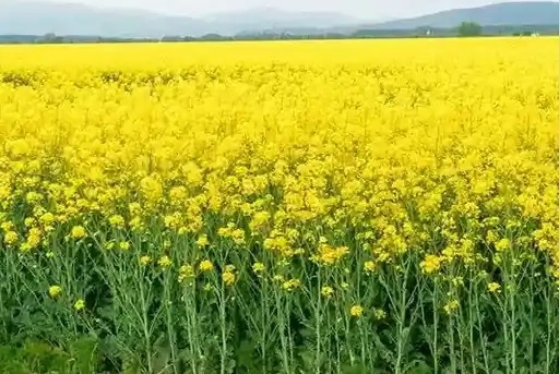 किसान आईडी किसान आईडी