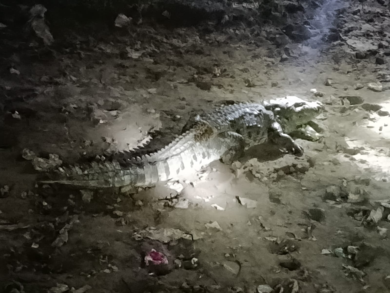 बस्ती में घुसा 7 फीट का मगरमच्छ, मची अफरातफरी बस्ती में घुसा 7 फीट का मगरमच्छ, मची अफरातफरी
