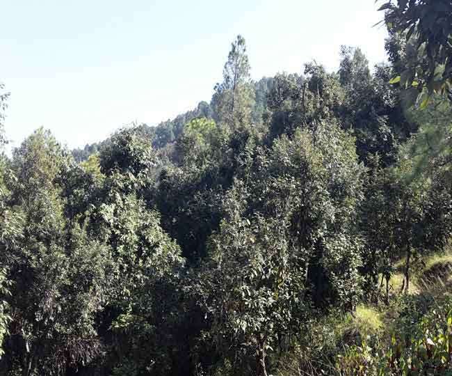 उत्तराखंड राज्य के सघन वन क्षेत्र, प्रतीकात्मक चित्र उत्तराखंड राज्य के सघन वन क्षेत्र, प्रतीकात्मक चित्र