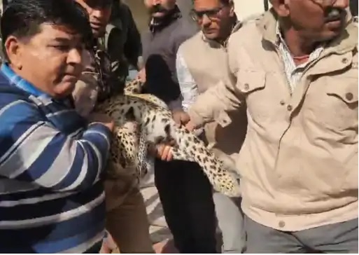 फिर आया आबादी क्षेत्र में लेपर्ड,लोगों में मची दहशत फिर आया आबादी क्षेत्र में लेपर्ड,लोगों में मची दहशत