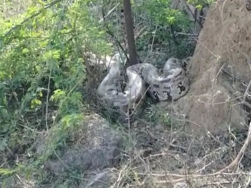 अजगर अजगर