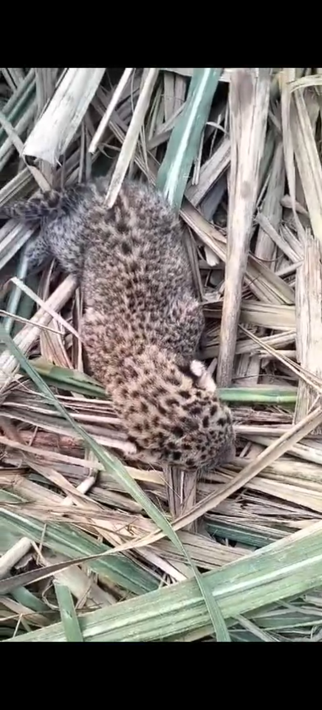 Ganne ke khet me mila tendue ka shavak Ganne ke khet me mila tendue ka shavak