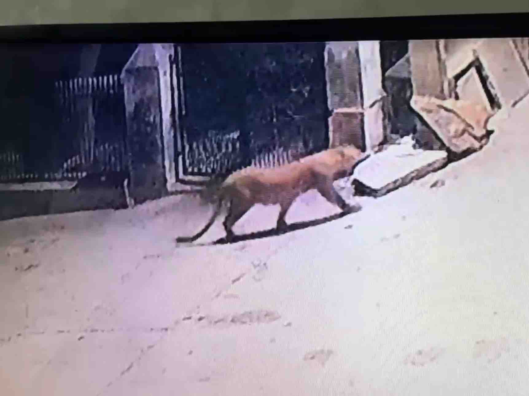 रिहायशी इलाके में पूर्व मंत्री के घर बाहर दिखा तेंदुआ, वन विभाग की टीम लगी ढूंढने में रिहायशी इलाके में पूर्व मंत्री के घर बाहर दिखा तेंदुआ, वन विभाग की टीम लगी ढूंढने में