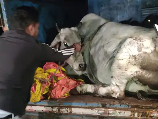 Palwal: Gau rakshaks rescued 3 cattle, smugglers fled taking advantage of the darkness. Palwal: Gau rakshaks rescued 3 cattle, smugglers fled taking advantage of the darkness.