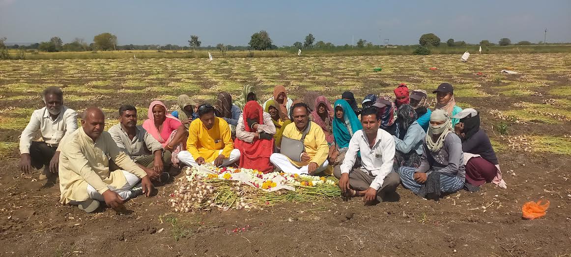 लहसुन के लगातार भाव गिरने से आक्रोशित हुए किसान, लहसुन के लगातार भाव गिरने से आक्रोशित हुए किसान,