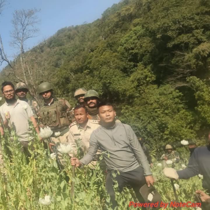 तेंगनौपाल जिले में अवैध अफीम की फसल नष्ट किए जाने की तस्वीर। तेंगनौपाल जिले में अवैध अफीम की फसल नष्ट किए जाने की तस्वीर।