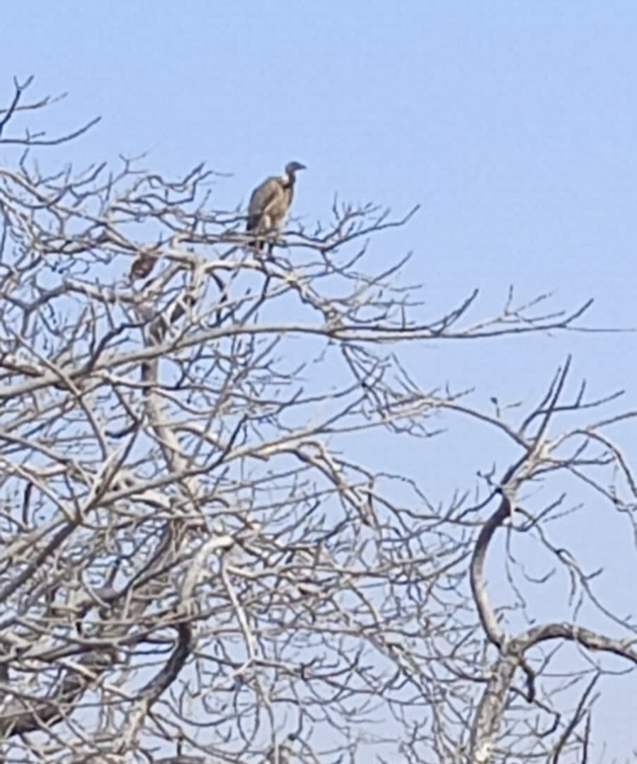 अशोकनगर: यूरेशिन ग्रिफन प्रजाति के गिद्ध मिले, बढ़ी गिद्धों की तादाद अशोकनगर: यूरेशिन ग्रिफन प्रजाति के गिद्ध मिले, बढ़ी गिद्धों की तादाद
