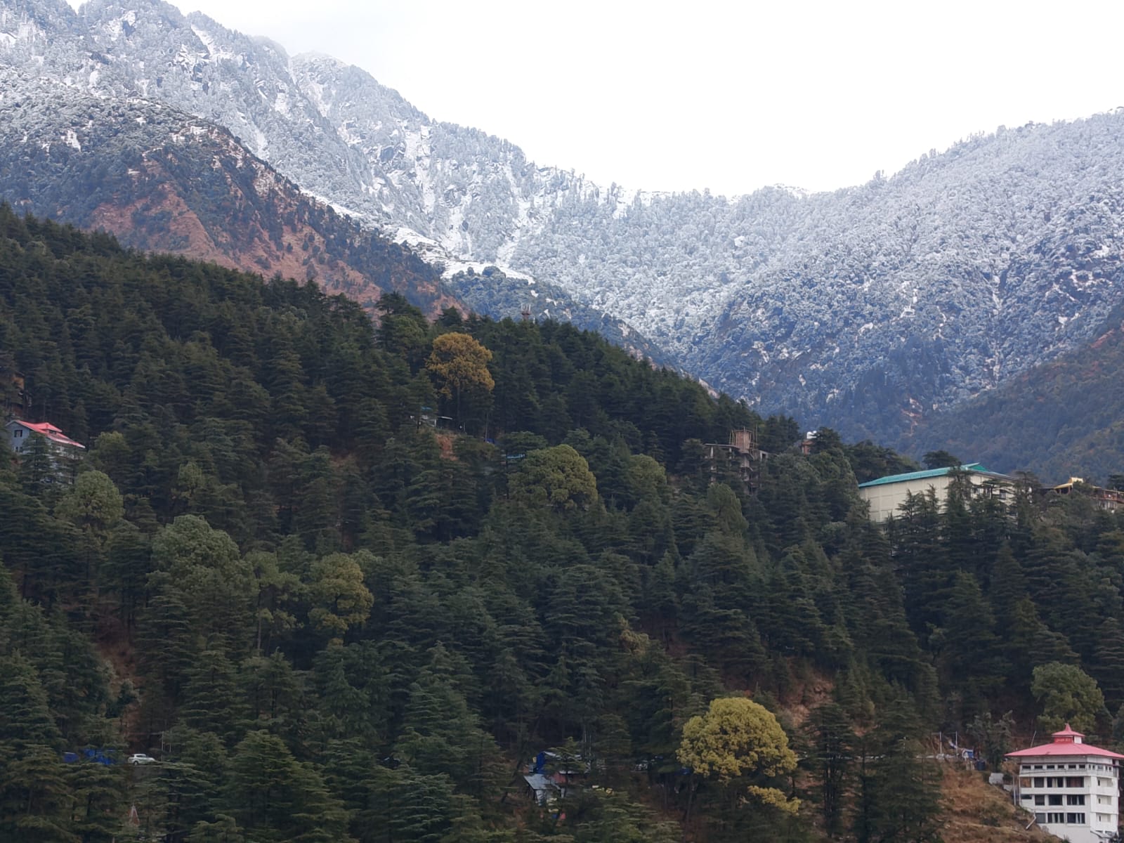 धर्मशाला के ऊपरी क्षेत्रों में हुई ताजा बर्फबारी के दृश्य। धर्मशाला के ऊपरी क्षेत्रों में हुई ताजा बर्फबारी के दृश्य।