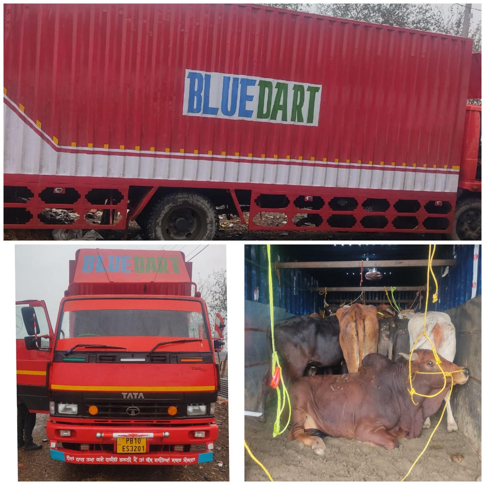 Animal smuggling attempt failed, 14 cows saved Animal smuggling attempt failed, 14 cows saved
