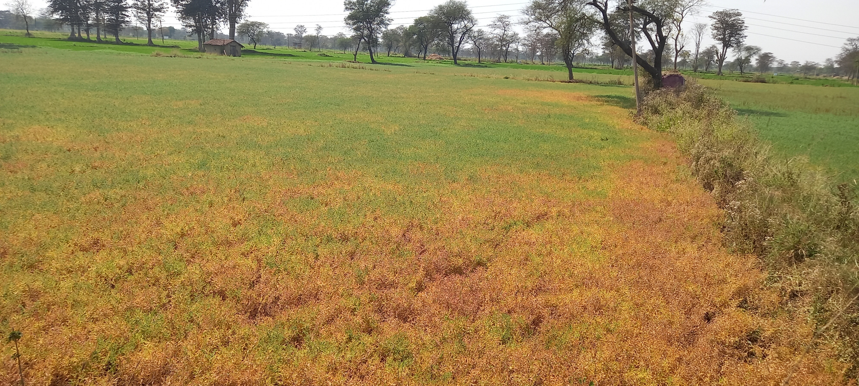 ग्राम तेलीनसत्ती के पास तैयार हो रही चना फसल। ग्राम तेलीनसत्ती के पास तैयार हो रही चना फसल।