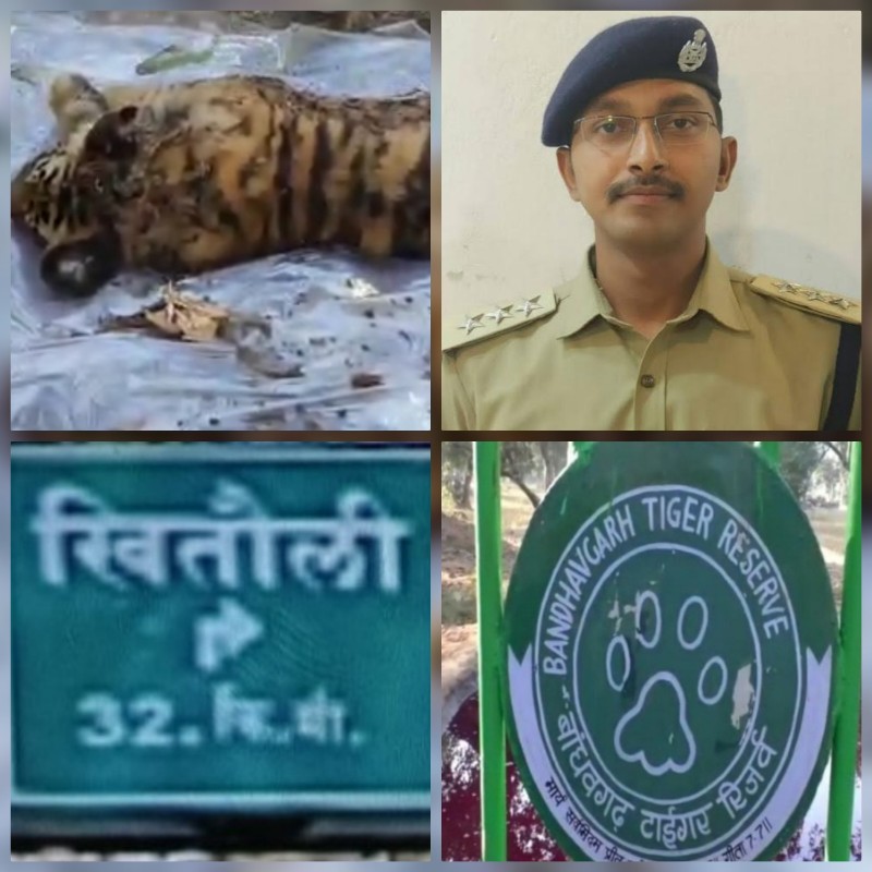 आपसी संघर्ष में बाघ शावक की मौत आपसी संघर्ष में बाघ शावक की मौत