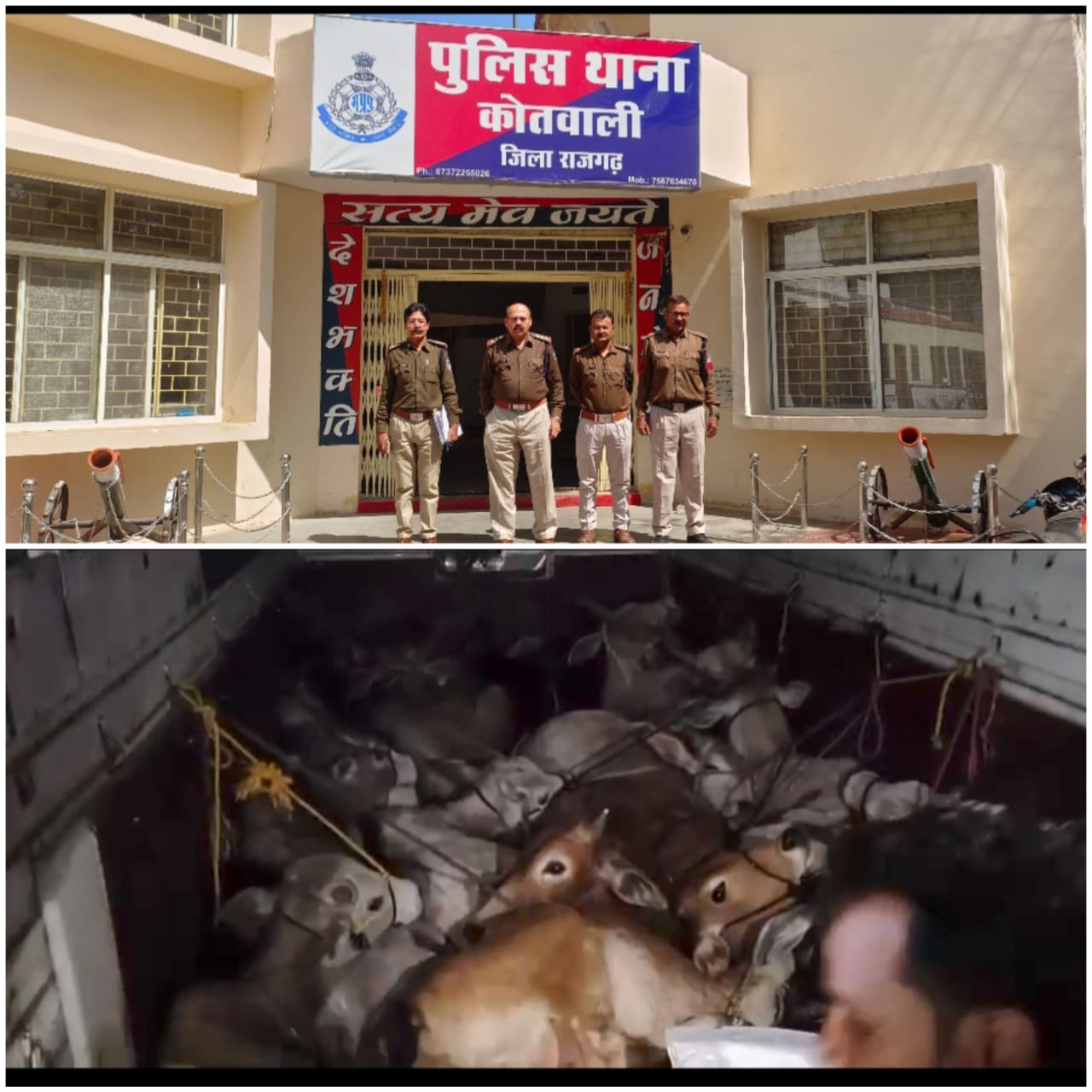 16 गौवंश जब्त, आरोपित फरार 16 गौवंश जब्त, आरोपित फरार