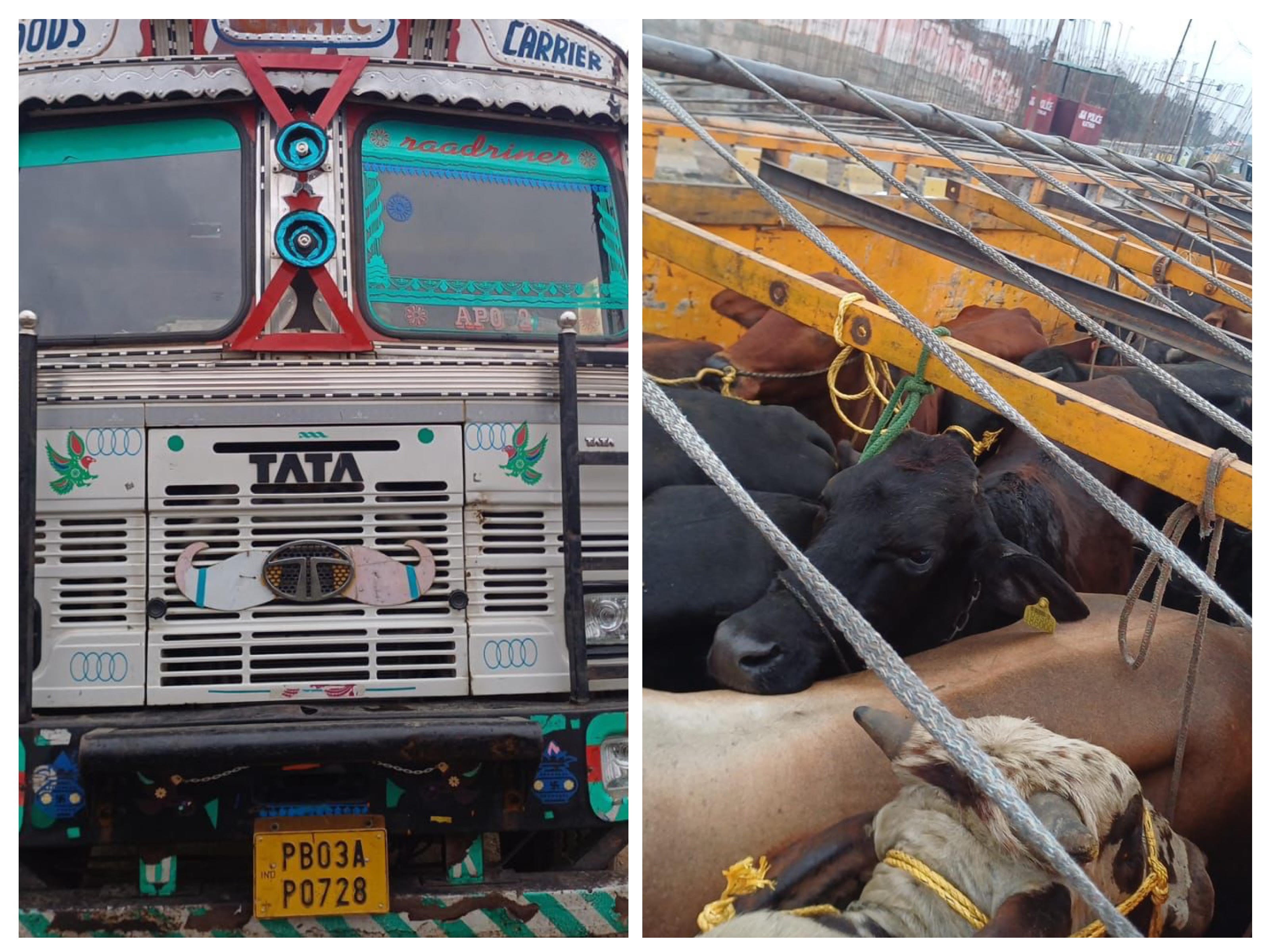 Animal smuggling attempt failed, 18 cattle freed Animal smuggling attempt failed, 18 cattle freed