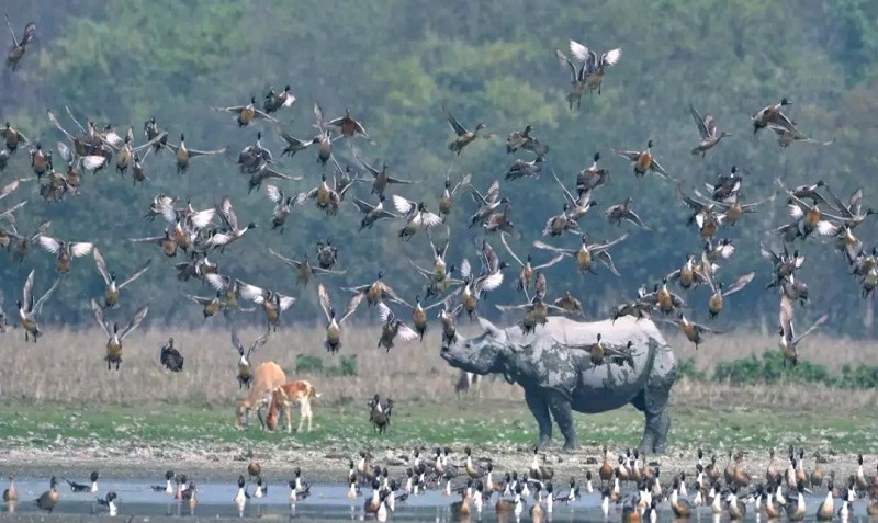 पबितोरा अभयारण्य (फाइल फोटो) सोर्स इंटरनेट मीडिया पबितोरा अभयारण्य (फाइल फोटो) सोर्स इंटरनेट मीडिया