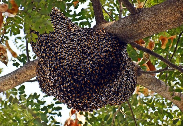 मधुमक्खियों का छत्ता। फाईल फोटो मधुमक्खियों का छत्ता। फाईल फोटो